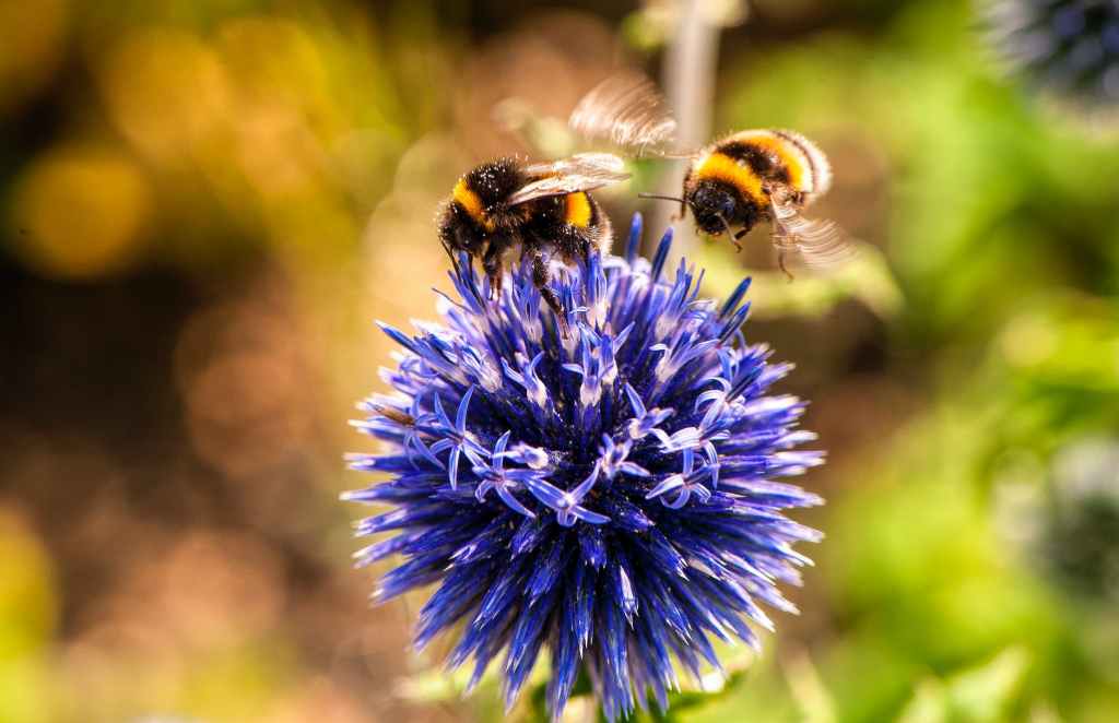two bees on purple flower